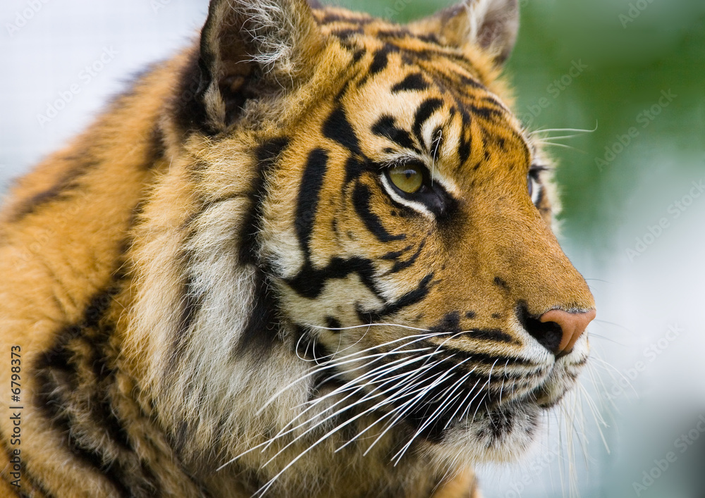 Obraz premium Tiger Lounging
