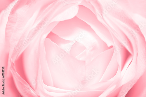 Pink tender rose
