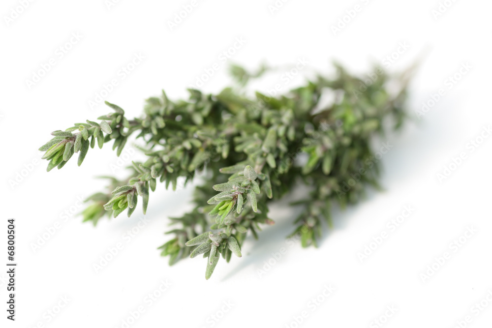 fresh thyme fresh thyme