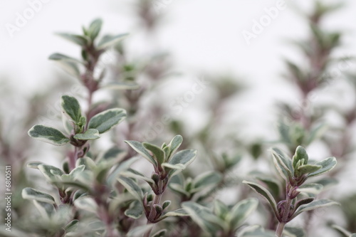 fresh thyme, shallow depth of field
