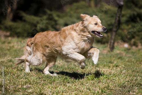 Golden retriever