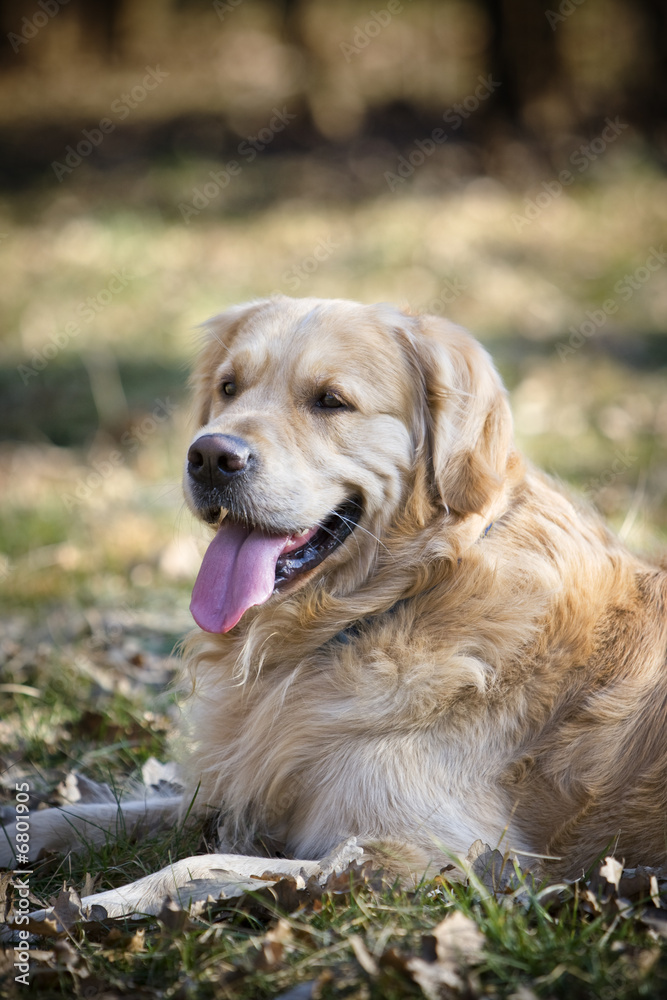 Golden retriever