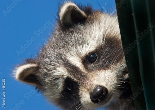 Fotografie Baby raccoon peeking from the roof