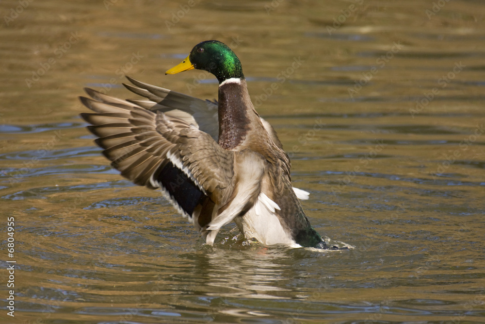 Obraz premium Mallard Duck