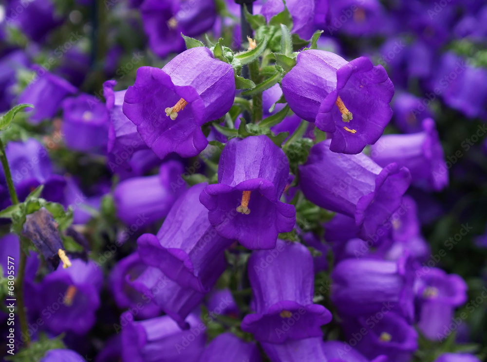The beautiful flowers The beautiful flowers