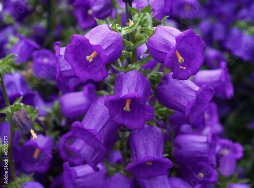  The beautiful flowers