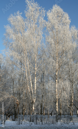 Wallpaper Mural Snow birches in the winter afternoon Torontodigital.ca