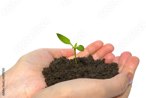 Canvastavla plant in hands