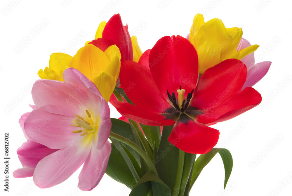 Tulips Tulips