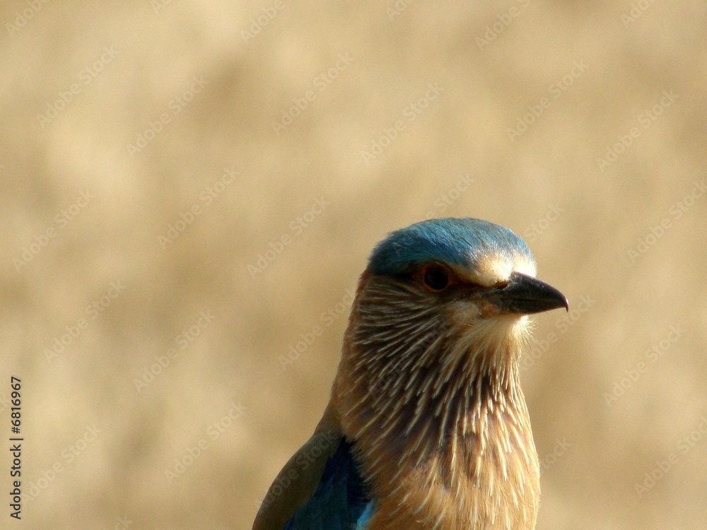 Fototapeta premium Blue Jay