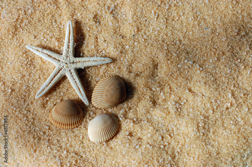 Starfish and Seashells