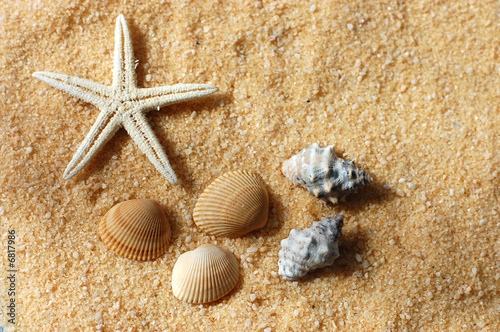 Starfish and Seashells