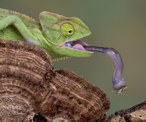 Handdoek met foto Kameleon Kameleon strekt tong naar prooi  © Cathy Keifer