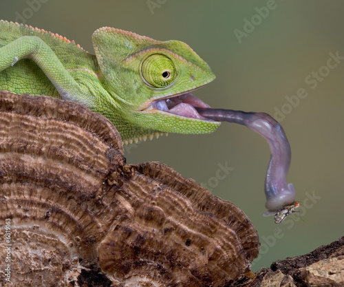 Chameleon tongue
