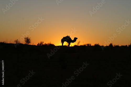 Camel Silhouette 3