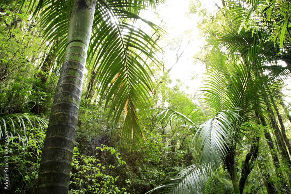 Obraz premium Tropical jungle forest
