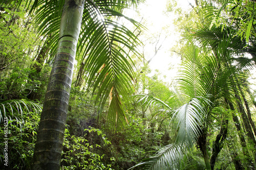 Tropical jungle forest #6824575