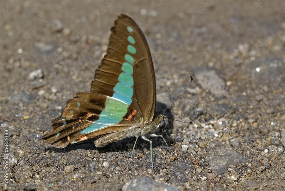 graphium sarpedon luctatius, common bluebottle butterfly