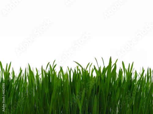 Green grass isolate on white background
