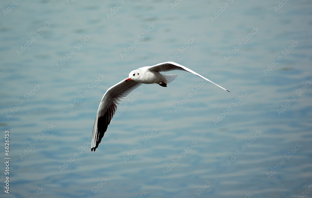 River gull River gull