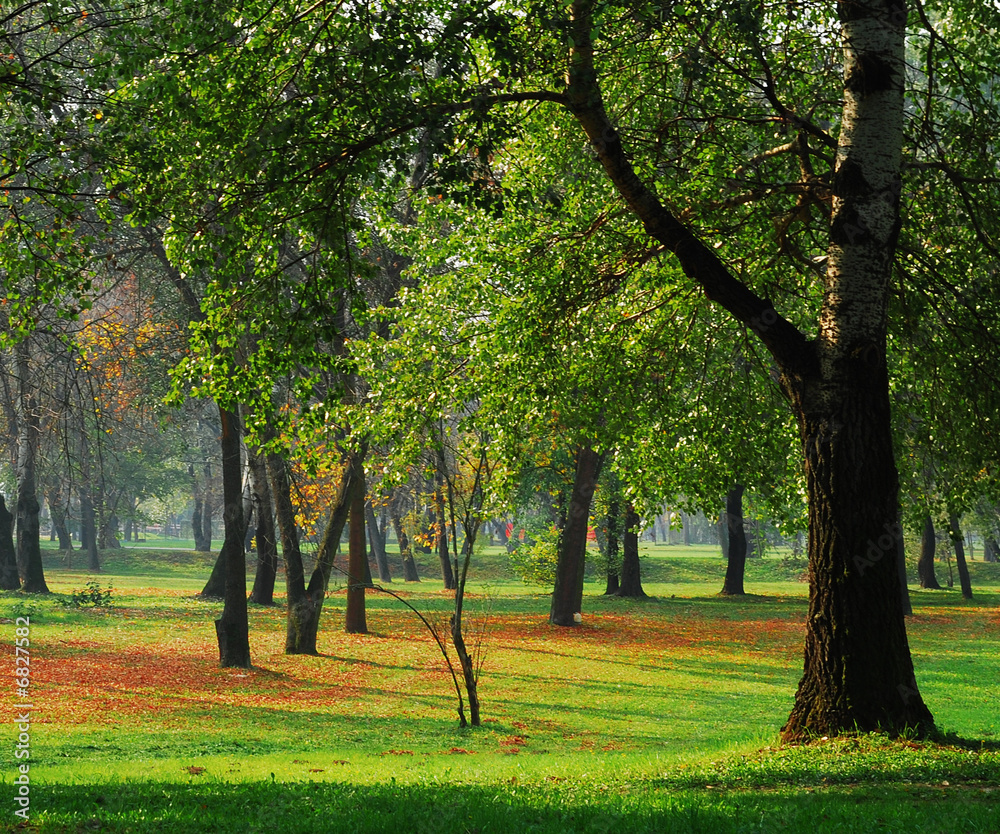 Forest at the park in autumn