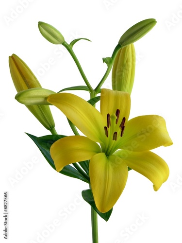 Fototapeta Naklejka Na Ścianę i Meble -  yellow lilies