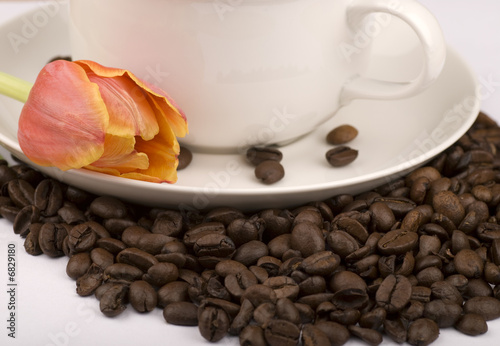 Coffee Beans and Tulip