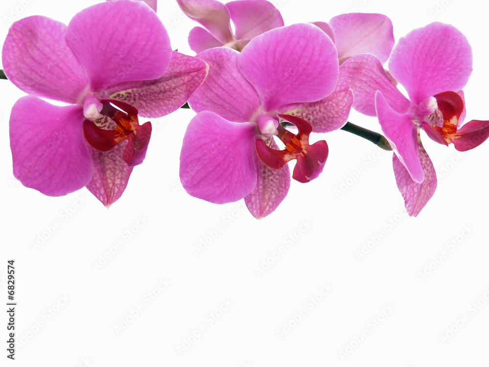 Orchidee