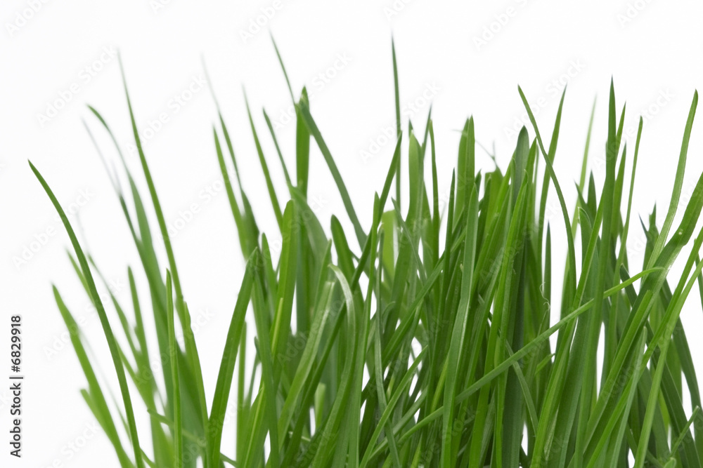 grass grass