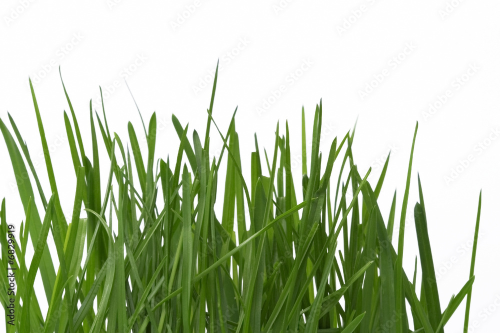 grass