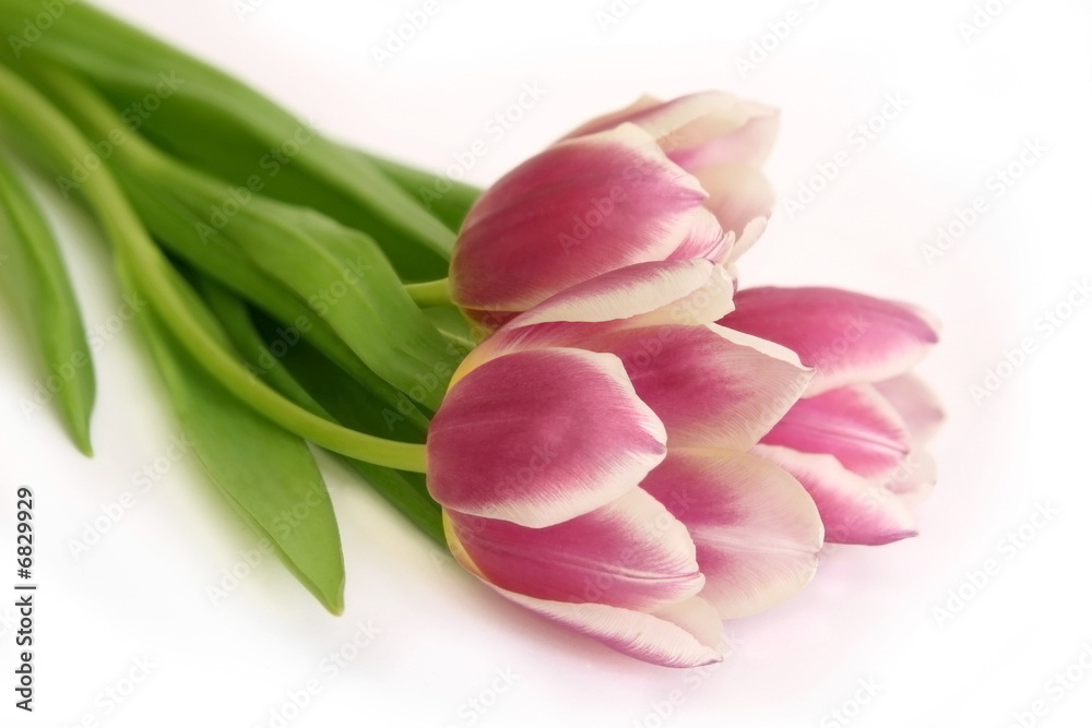 bouquet of pink tulips