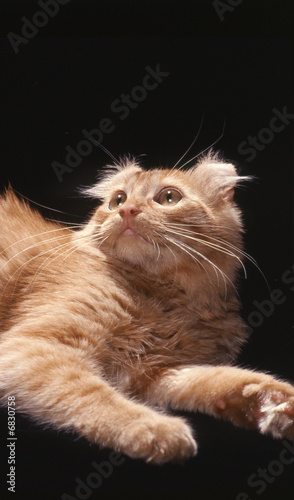 Fotografie portrait american curl