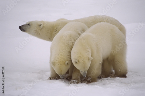 Polar bear and yearling cubs in the Canadain Arctic