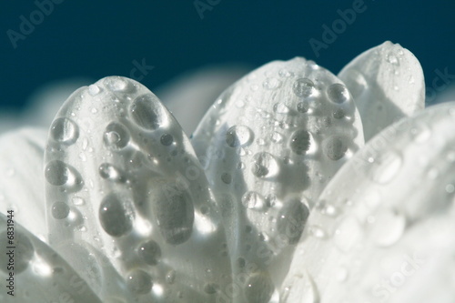 фотографія Drops