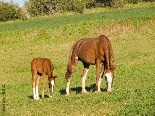 horse and colt herd crops the grass