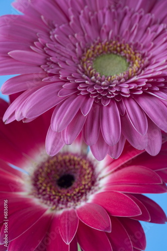 Barberton Daisy