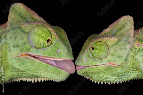 Kissing chameleons