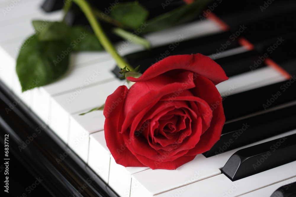 Naklejka premium Rose on the piano