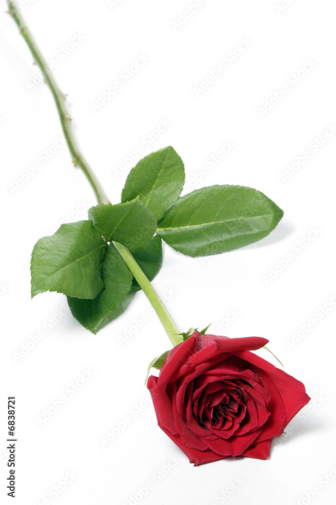 Fototapeta premium Single Red Rose