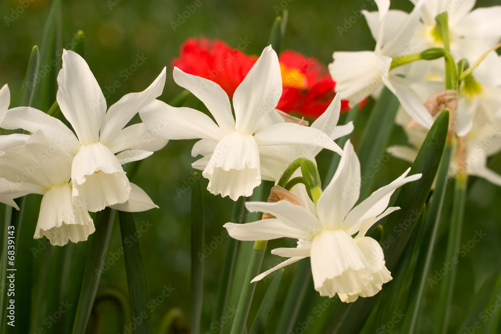 White Daffodils White Daffodils
