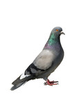 Pigeon. One grey pigeon