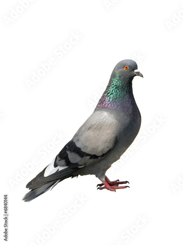 Pigeon. One grey pigeon