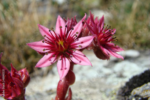 Joubarbe toile d'araignée,Pyrénées photo