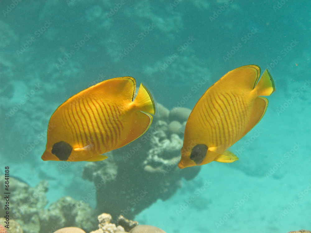 Fototapeta premium Reef coral fish Masked butterflyfish 2