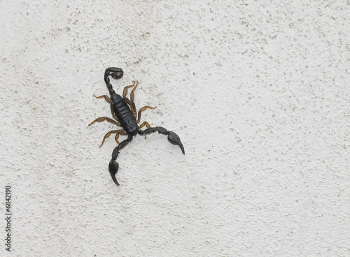 scorpion