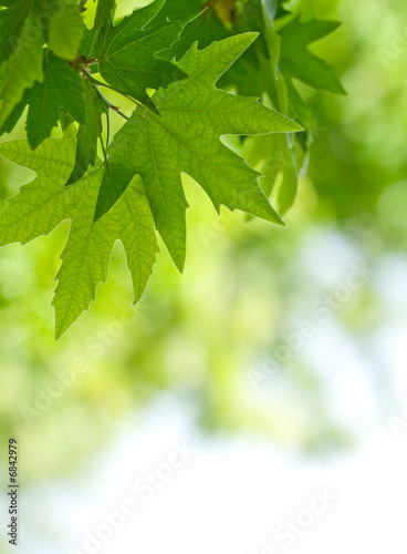 green leaves, shallow focus