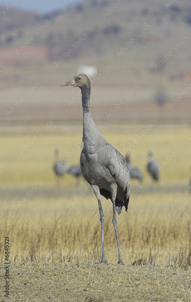 Fototapeta premium Grulla solitaria