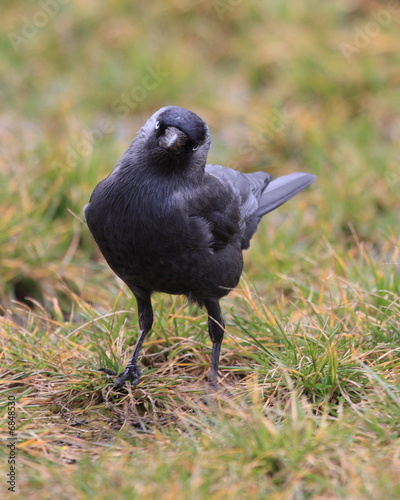 Jackdaw