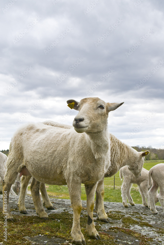 Fototapeta premium sheeps 