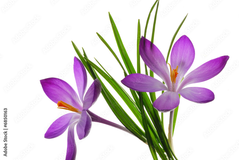 blue flowers